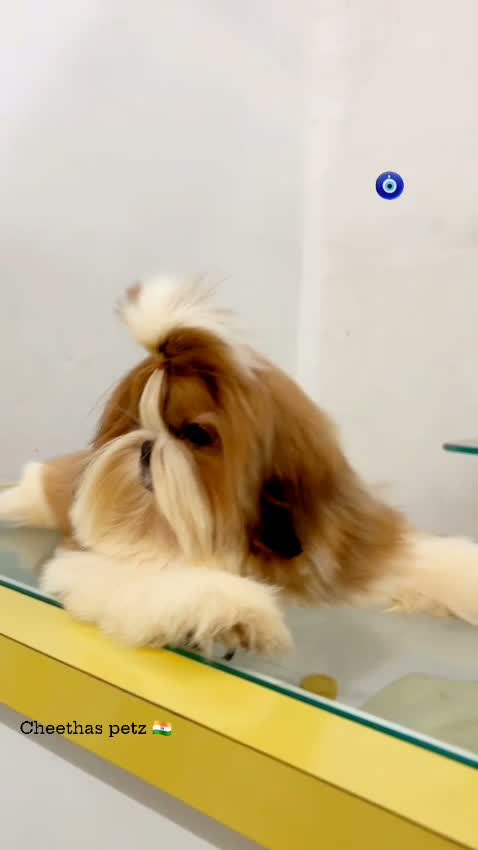 Shih Tzu | Black Color, farm video