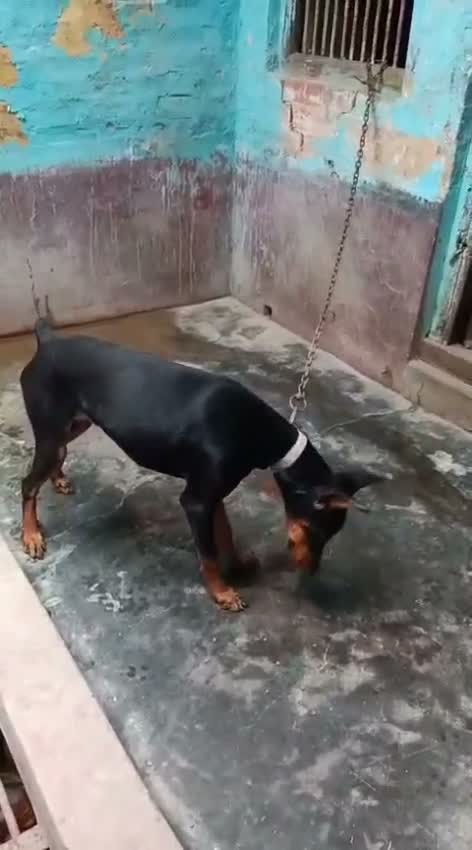 Doberman Pinscher Puppy | Brown & Tan, farm video