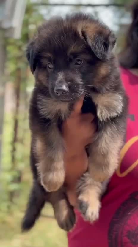 German Shepherd Puppy, farm video