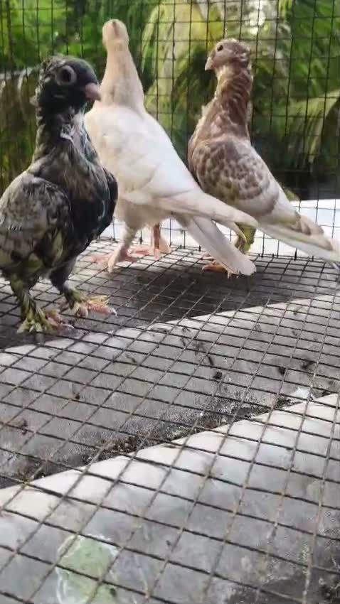 Chotiyal Pigeon, farm video