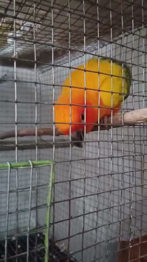Sun Conure, farm video