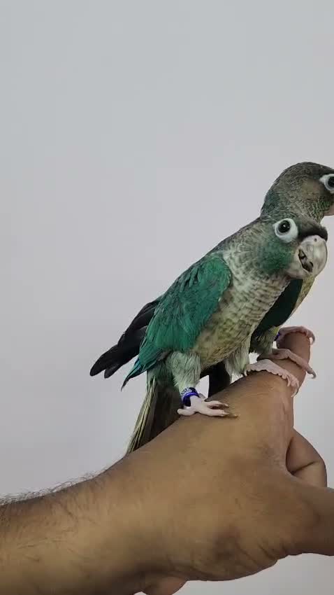 Small Cheek Conure, farm video