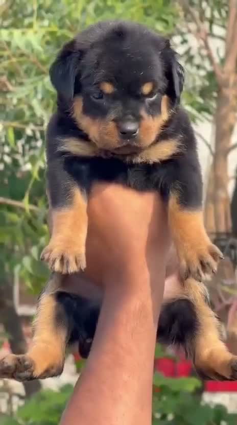 Dachshund Puppy | Brown, farm video