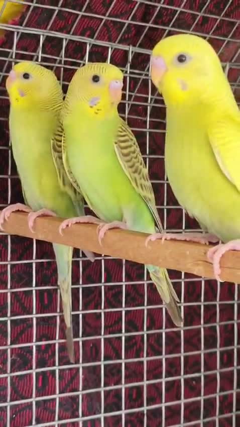 Budgies | Fallow, farm video