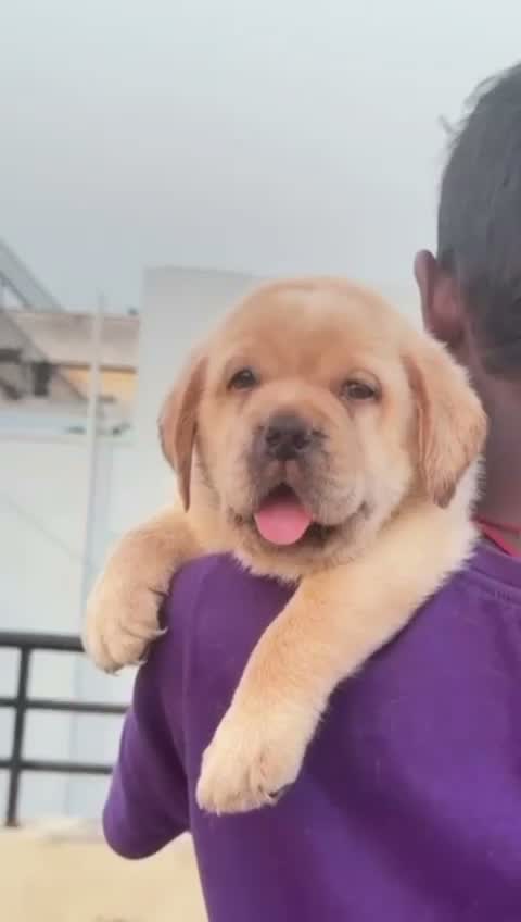 Beagle Black & Tan Puppy, farm video