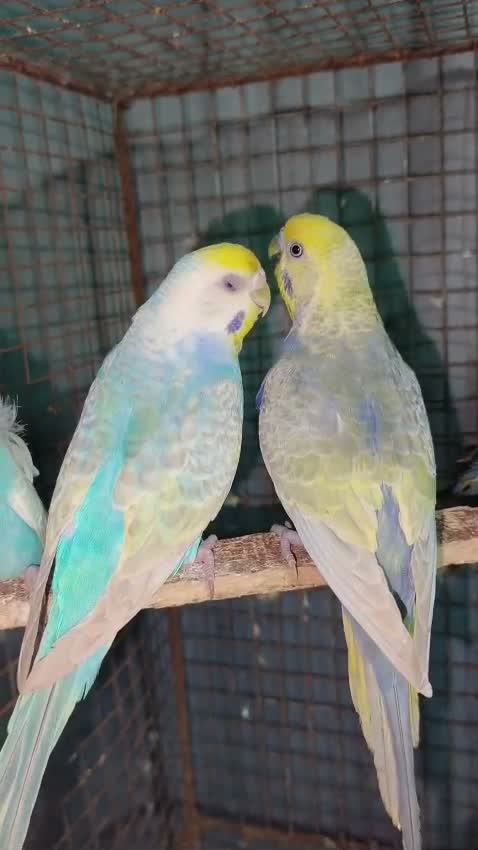 Budgies | Fallow, farm video