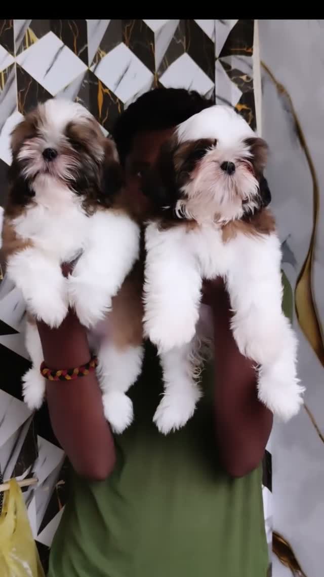 Shih Tzu | Black Color, farm video