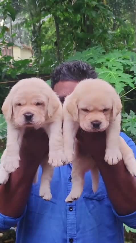 Dachshund Puppy | Brown, farm video