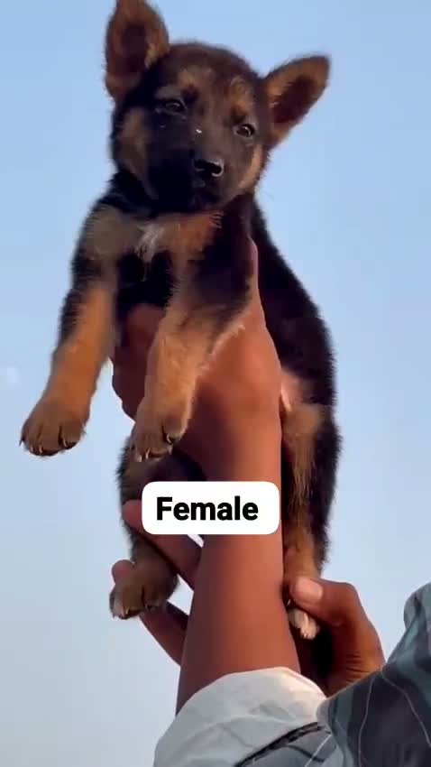 German Shepherd Puppy, farm video