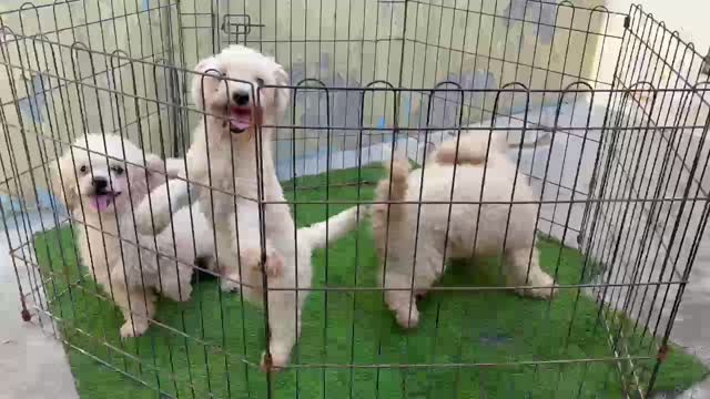 Standard Poodle Puppy, farm video