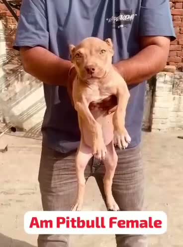 Dachshund Puppy | Brown, farm video