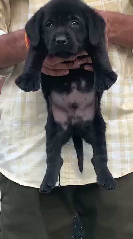 Beagle Black & Tan Puppy, farm video