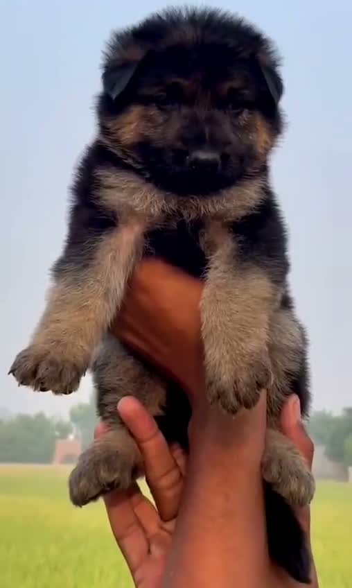 German Shepherd Puppy, farm video