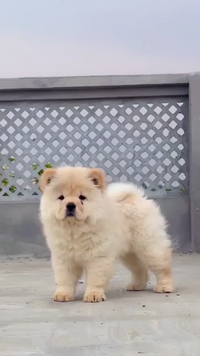 Chow Chow Puppies, farm video