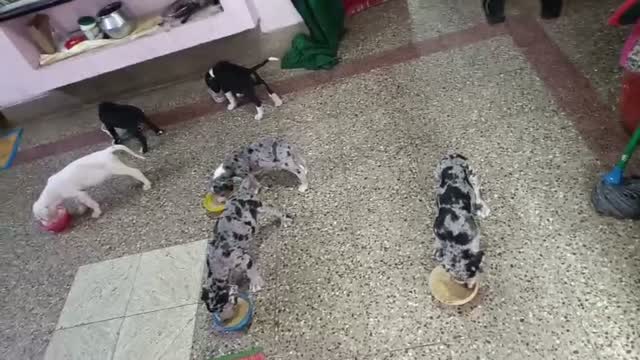 Great Dane Puppy, farm video