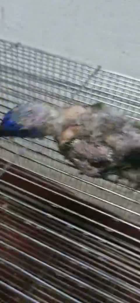 Chattering Lorikeet, farm video