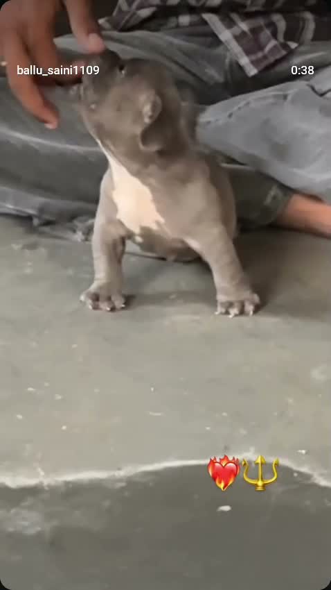 American Bully XXL Size Puppy, farm video