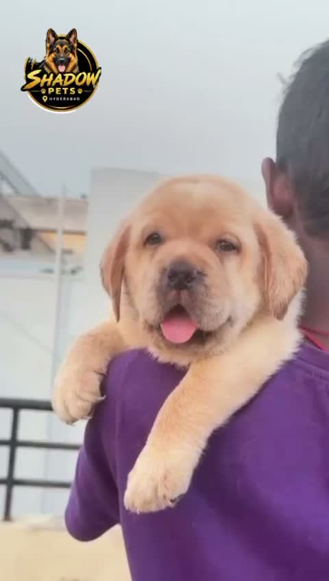 Beagle Black & Tan Puppy, farm video