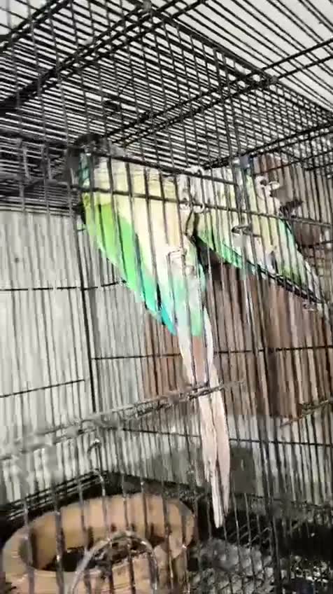 Small Cheek Conure, farm video