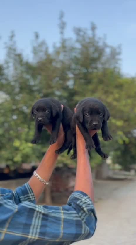 Beagle Black & Tan Puppy, farm video