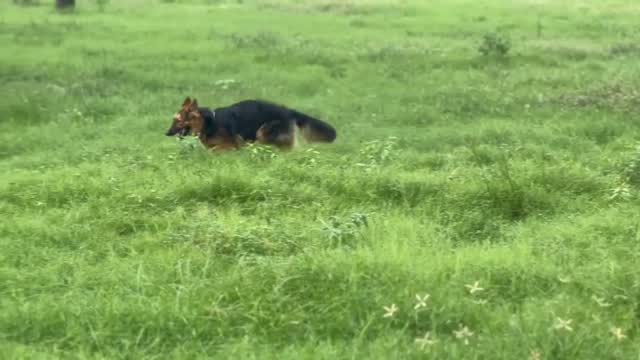 German Shepherd Puppy, farm video