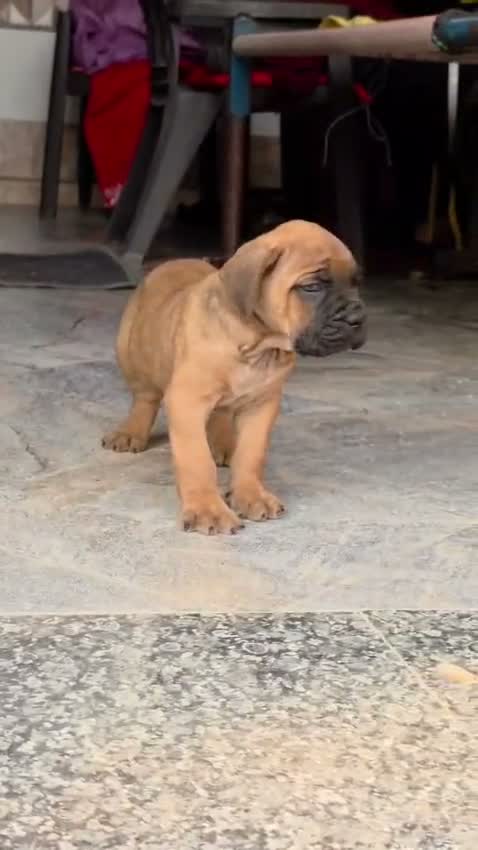Cane Corso Puppy, farm video