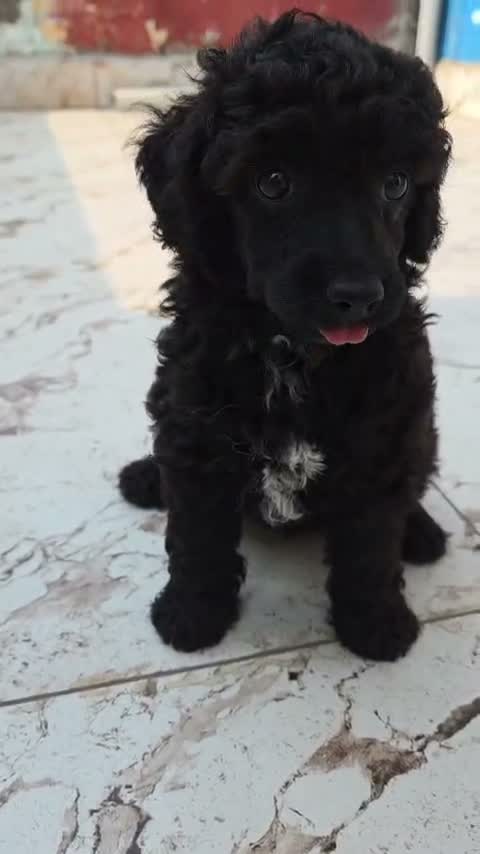 Standard Poodle Puppy, farm video