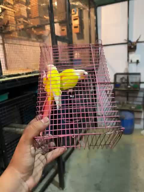 Sun Cheek Conure, farm video