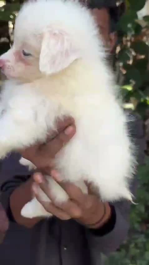 Culture Pom Puppy, farm video