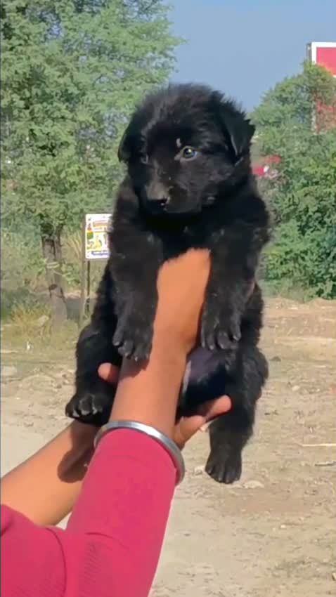 German Shepherd Puppy, farm video