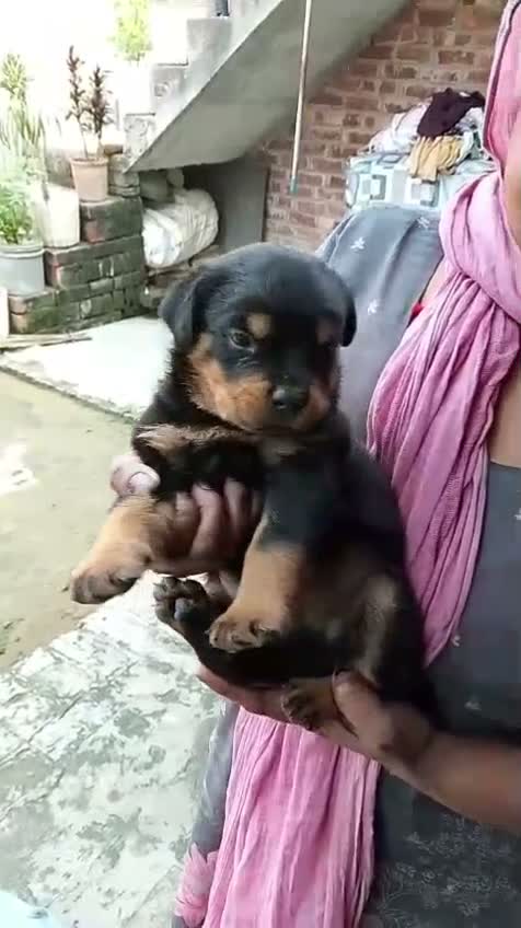 Rottweiler Puppy, farm video