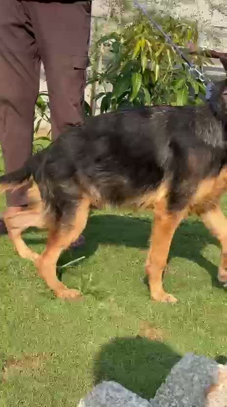 German Shepherd Puppy, farm video