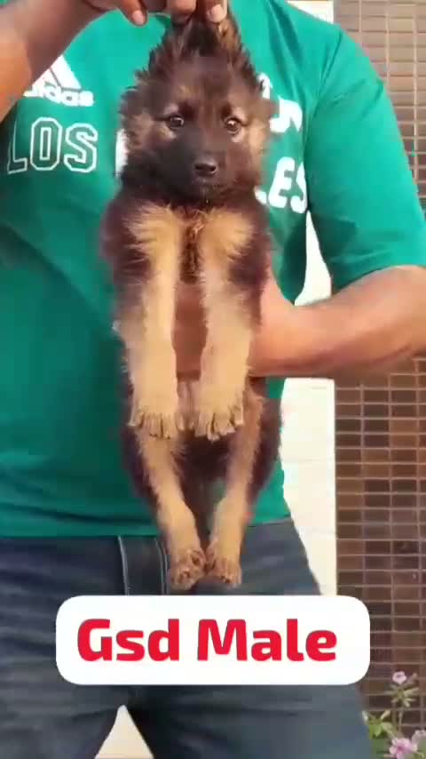 German Shepherd Puppy, farm video