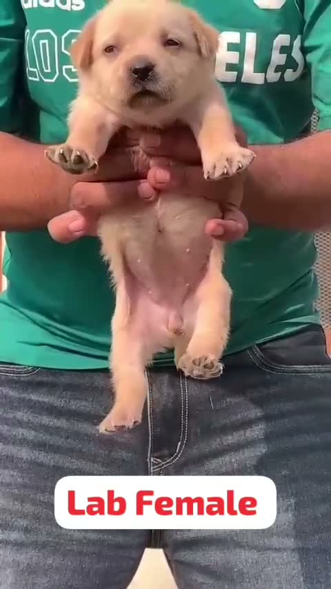 Dachshund Puppy | Brown, farm video