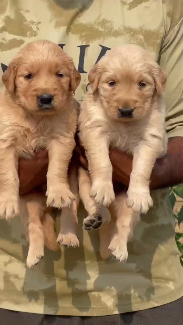 Golden Retriever, farm video