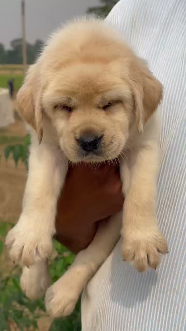 Dachshund Puppy | Brown & Tan, farm video