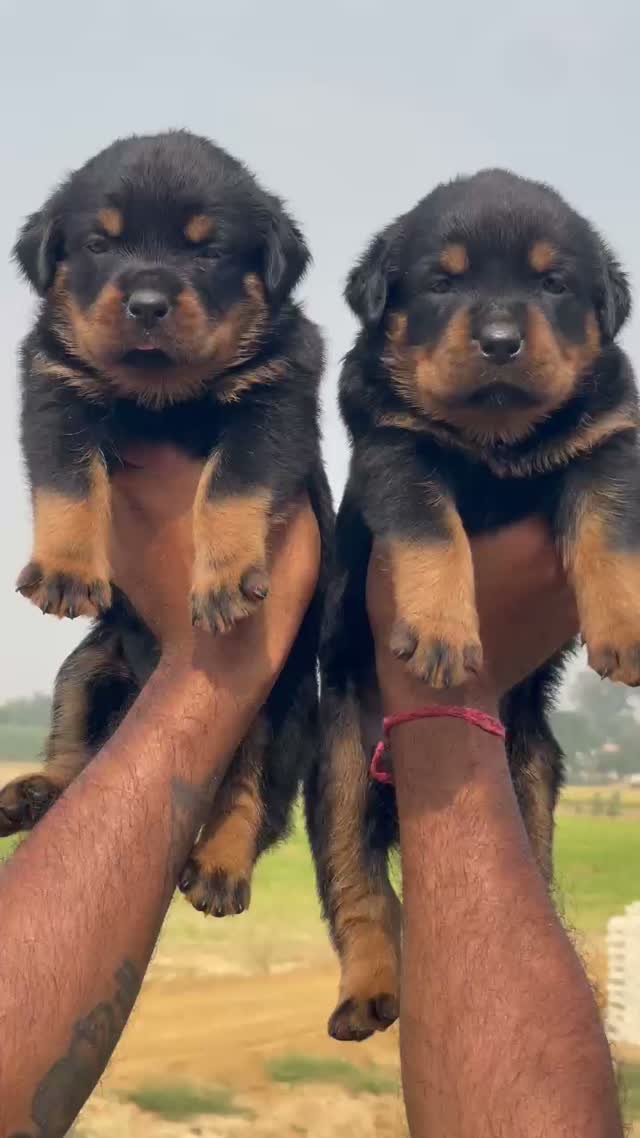 Rottweiler Puppy, farm video