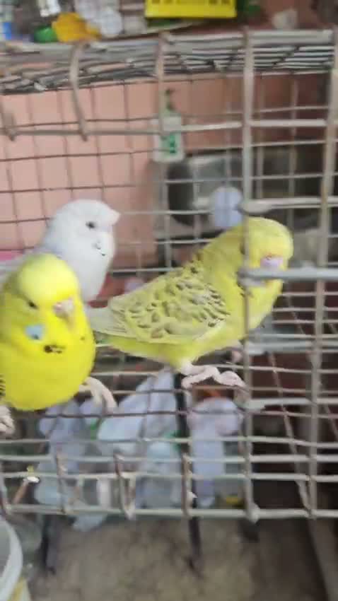 Budgies | Fallow, farm video