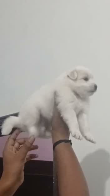 Pomeranian Puppy, farm video