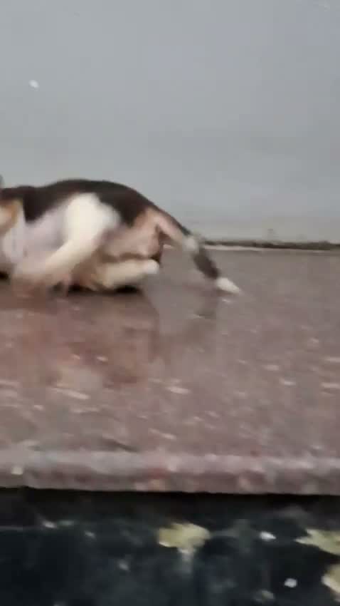 Beagle Black & Tan Puppy, farm video