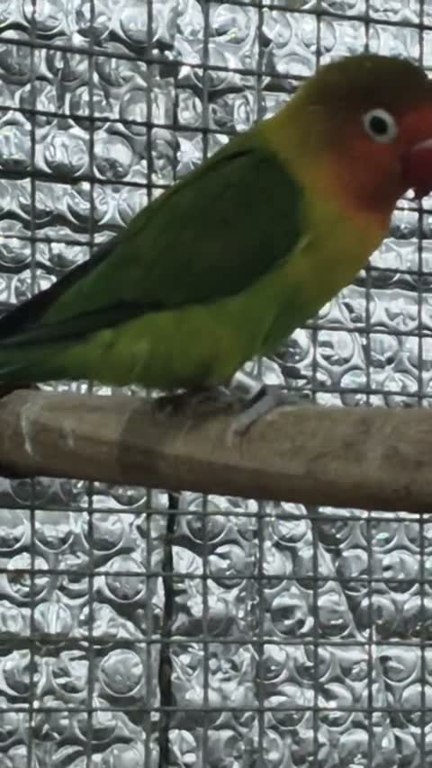 African Love Birds, farm video