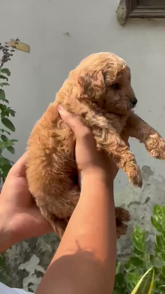 Standard Poodle Puppy | White, farm video
