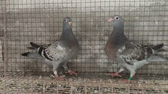 Homer Pigeon, farm video