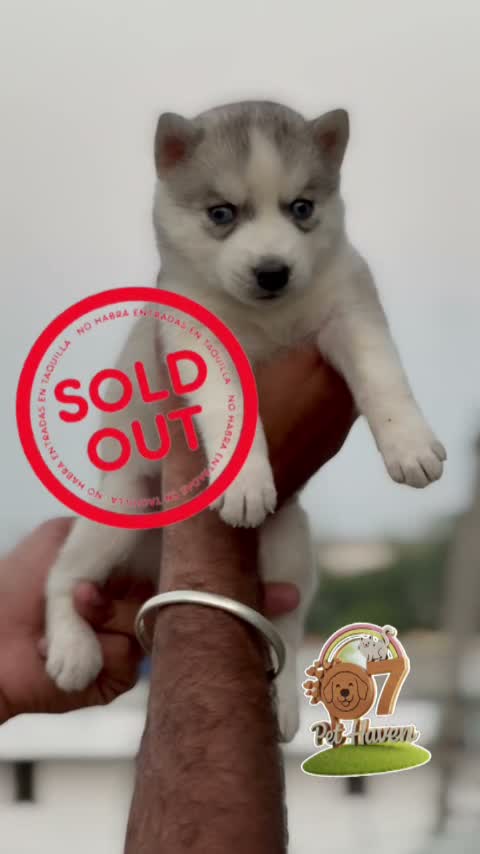 Siberian Husky Puppy | Black & White Color, farm video