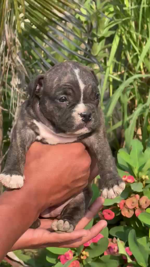 American Bully Pocket Size Puppy, farm video
