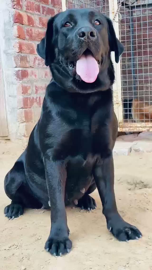 Beagle Black & Tan Puppy, farm video