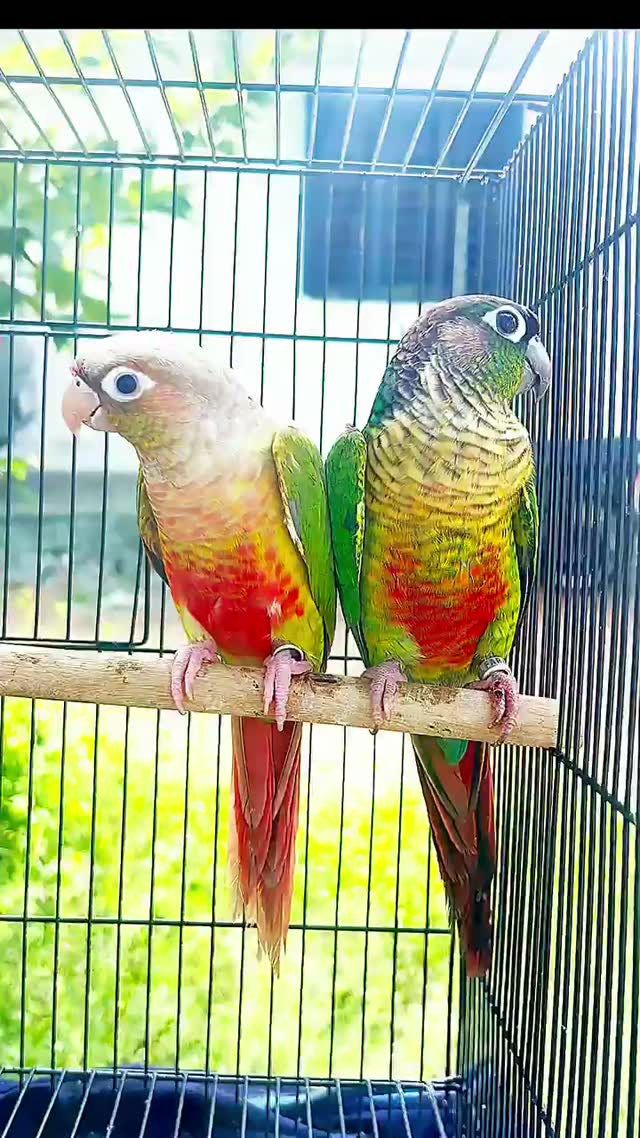 Small Cheek Conure, farm video