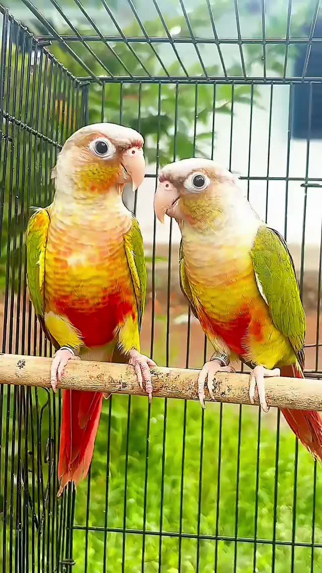 Small Cheek Conure, farm video