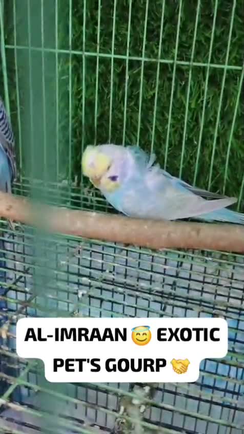 Budgies | Fallow, farm video