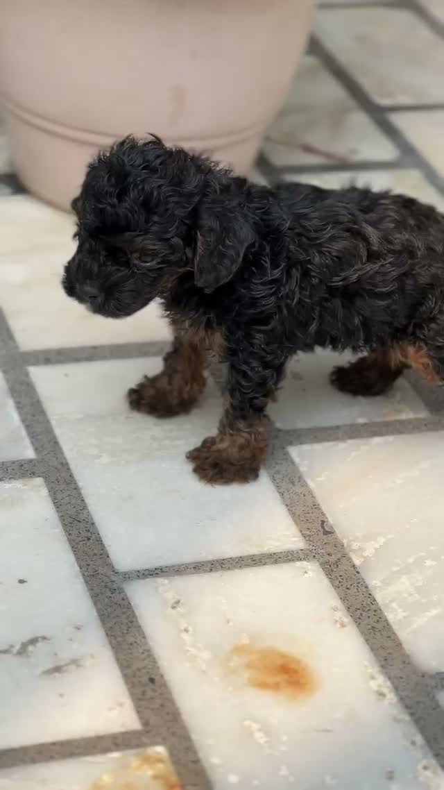 Toy Poodle Puppy, farm video